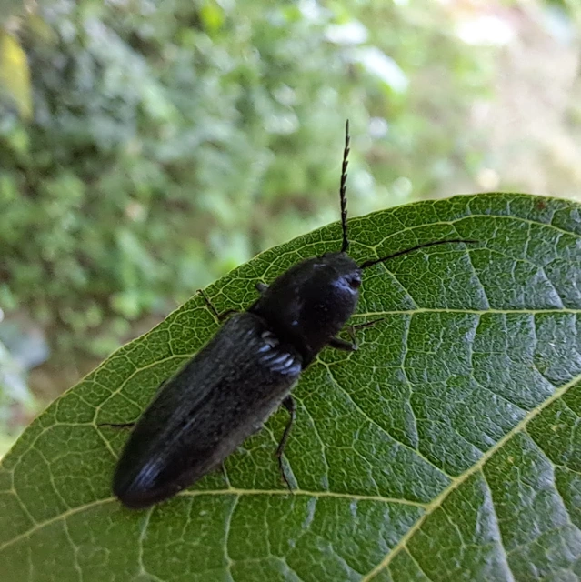 Elateridae - pattanóbogárfélék