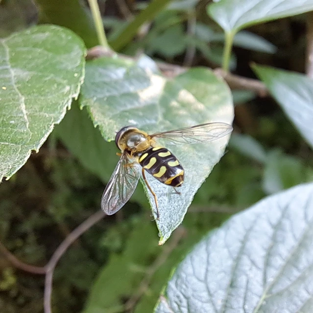 Syrphidae - zengőlegyek