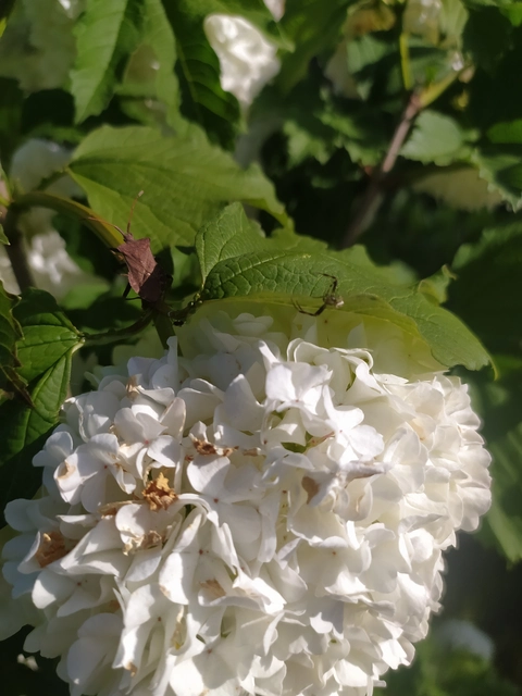 Coreus marginatus - közönséges karimáspoloska