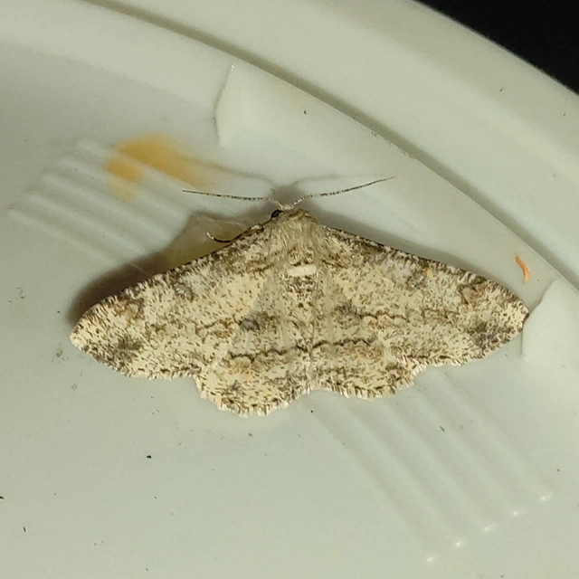 Ascotis selenaria - holdas faaraszoló