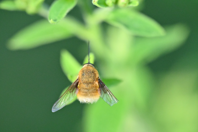 Bombylius