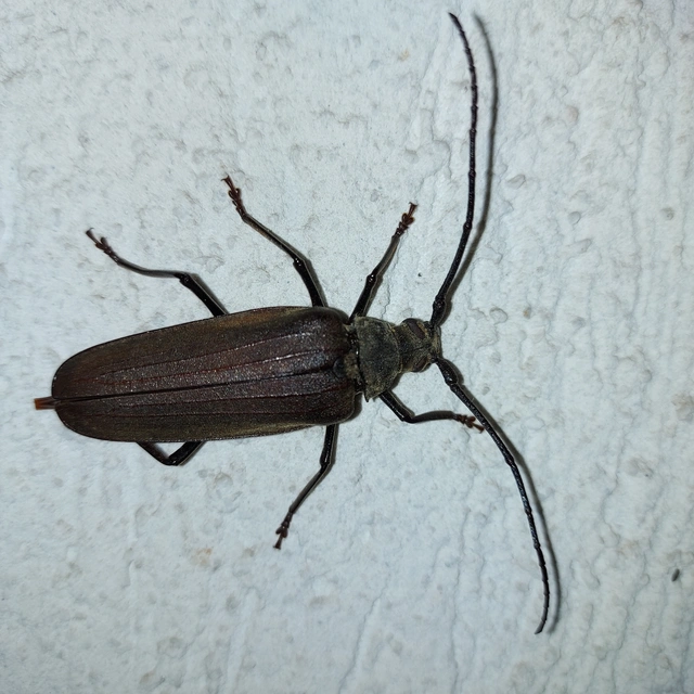 Aegosoma scabricorne - diófacincér