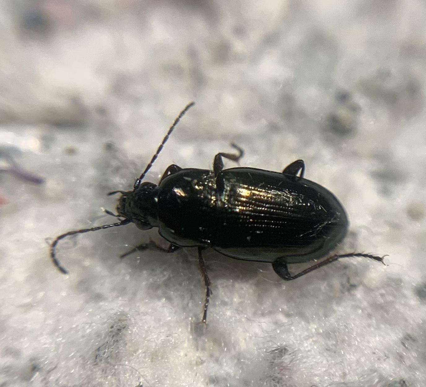 Pogonus peisonis - karcsú székifutonc