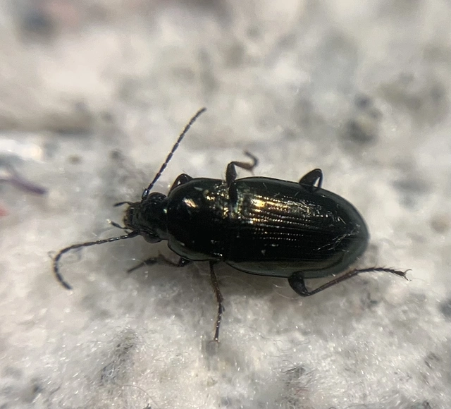 Pogonus peisonis - karcsú székifutonc