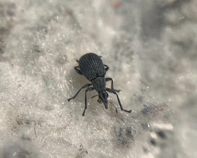 Oxystoma craccae - kaszanyügbükköny-cickányormányos