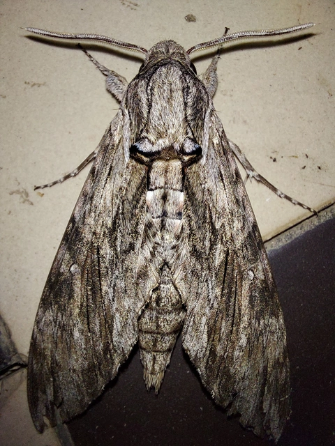 Agrius convolvuli - szulákszender