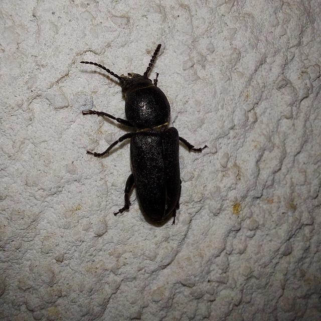 Spondylis buprestoides - erdei félcincér