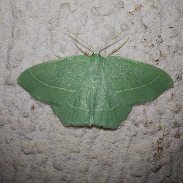 Hemistola chrysoprasaria - kékes zöldaraszoló