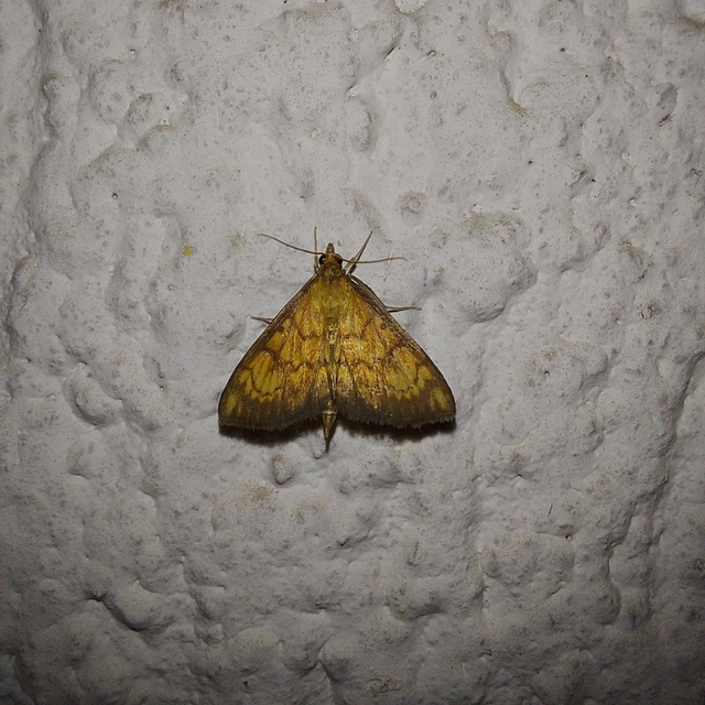 Ecpyrrhorrhoe rubiginalis - rozsdavörös tűzmoly