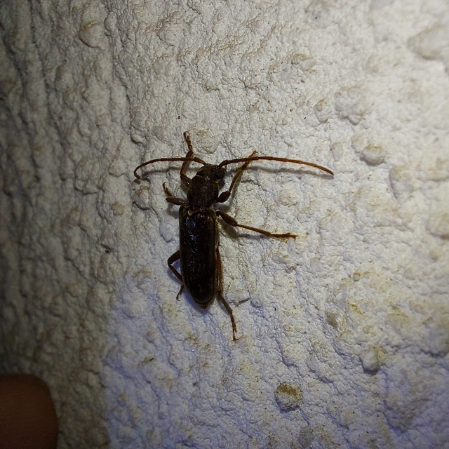 Trichoferus campestris - szállóvendég éjicincér