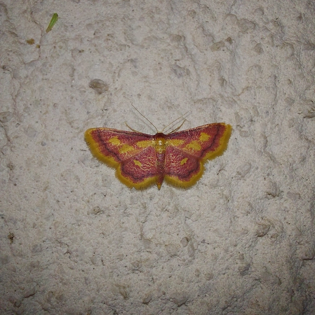 Idaea muricata - mocsári pirosaraszoló