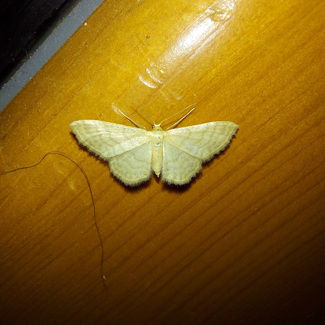 Idaea dilutaria - napvirág-apróaraszoló