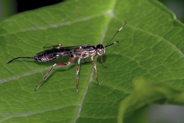 Xorides praecatorius
