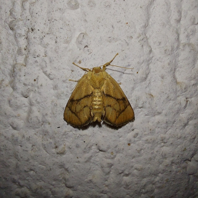 Apoda limacodes - kagylólepke