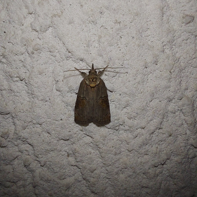Nycteola asiatica - nyárfa-trapézbagoly