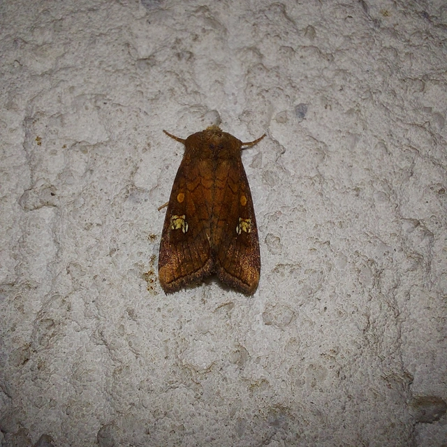 Amphipoea oculea - nagyfoltú lápibagoly