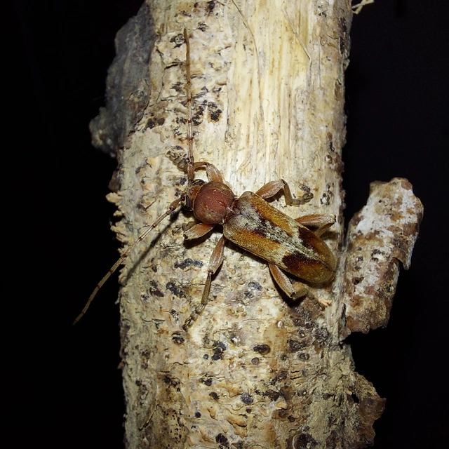 Trichoferus pallidus - sápadt éjicincér