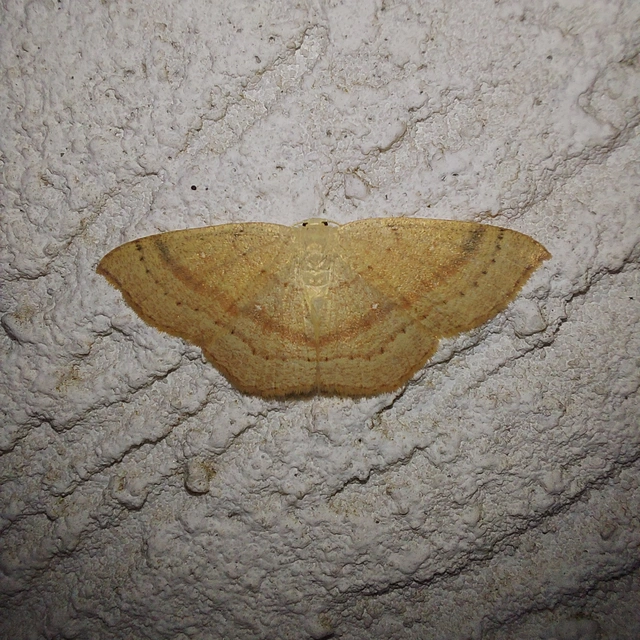 Cyclophora linearia - vonalas pettyesaraszoló