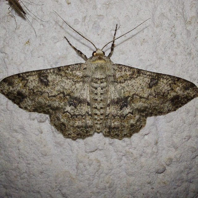 Ascotis selenaria - holdas faaraszoló