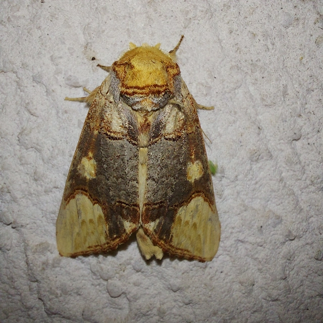 Phalera bucephaloides - magyar púposszövő