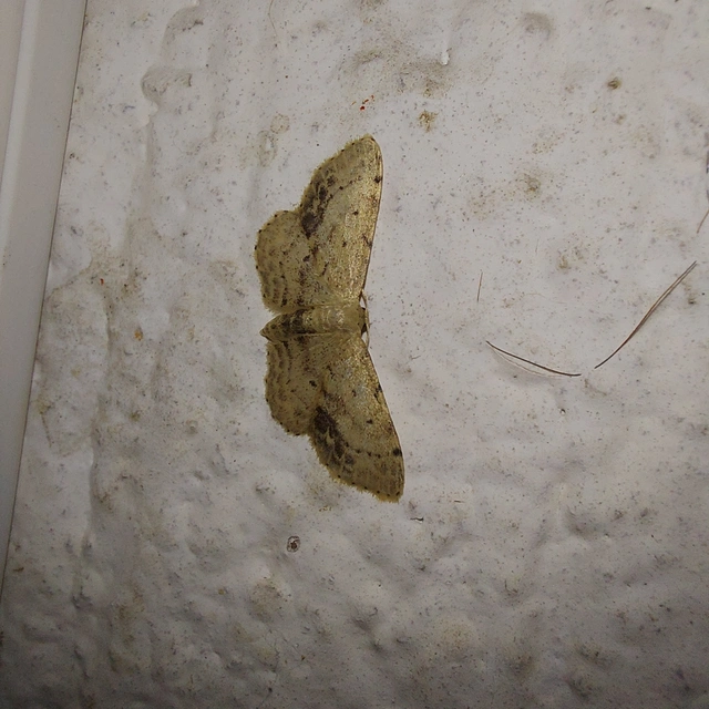 Idaea dimidiata - gyakori apróaraszoló