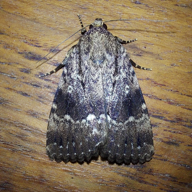 Amphipyra pyramidea - fahéjszínű bagoly