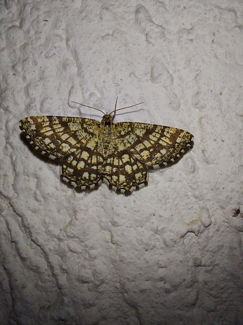 Chiasmia clathrata - rácsos rétiaraszoló
