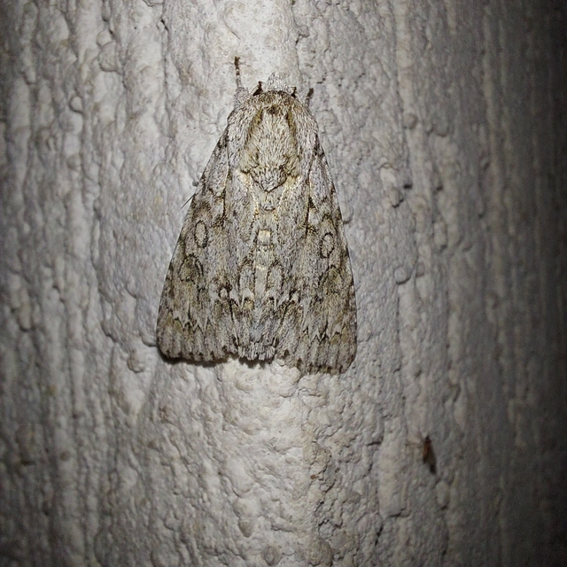 Acronicta aceris - vadgesztenye-szigonyosbagoly