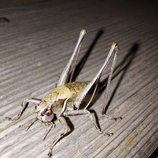 Pholidoptera aptera - nagy avarszöcske