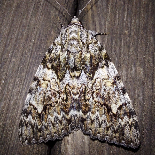 Catocala promissa - kis tölgyfa-övesbagoly