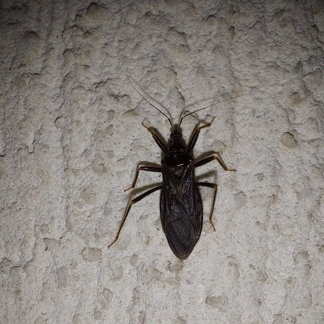 Reduvius personatus - szemetes zugpoloska