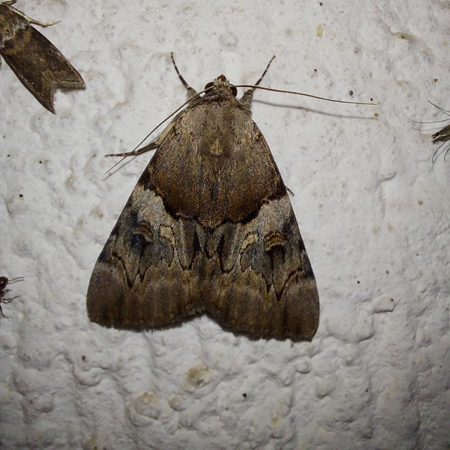 Catocala fulminea - galagonya-övesbagoly