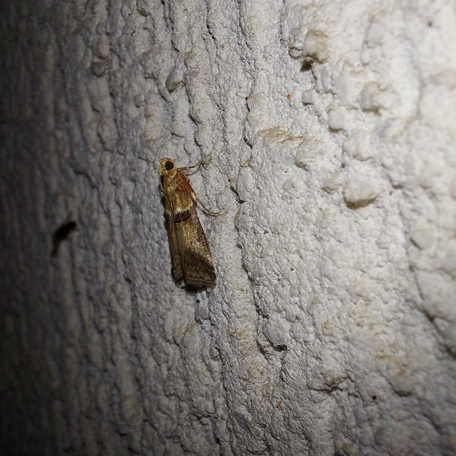 Acrobasis tumidana - bordás karcsúmoly
