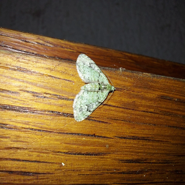 Chloroclystis v-ata - zöldes törpearaszoló