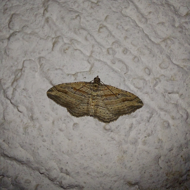 Costaconvexa polygrammata - soksávú araszoló