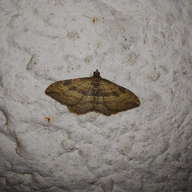 Orthonama obstipata - vándoraraszoló
