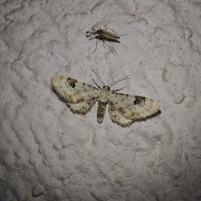 Eupithecia centaureata - búzavirág-törpearaszoló