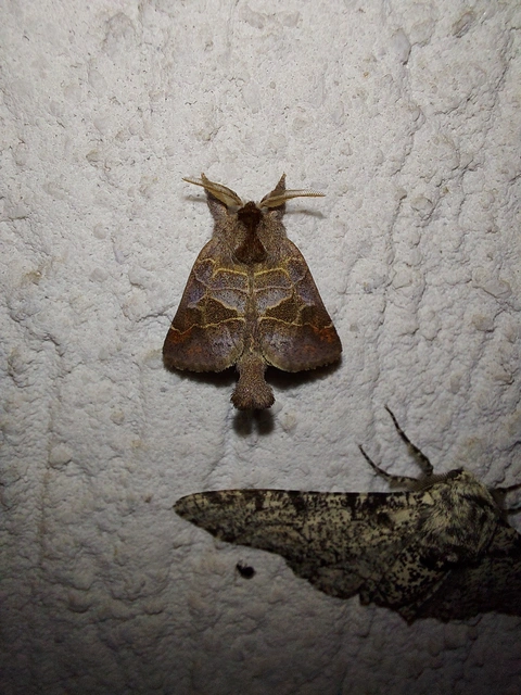 Clostera pigra - apró levélszövő