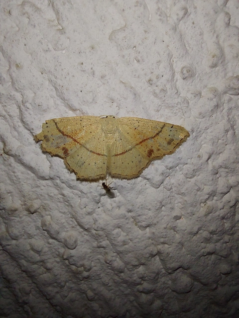 Cyclophora punctaria - sávos pettyesaraszoló
