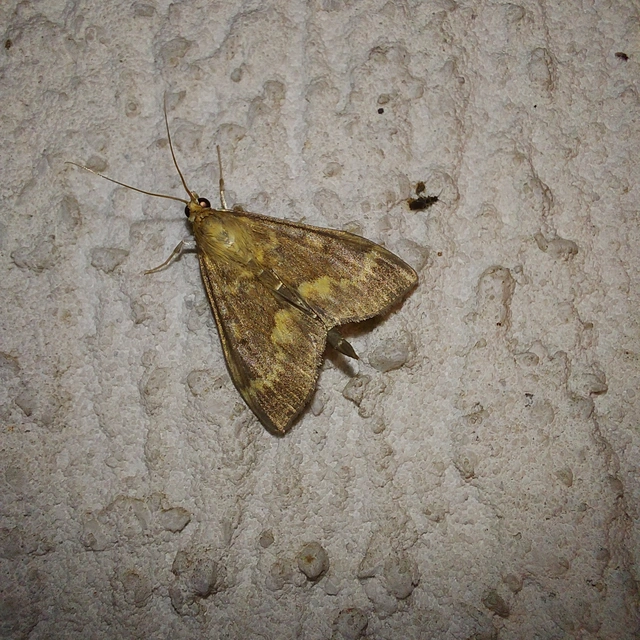 Ostrinia nubilalis - kukoricamoly