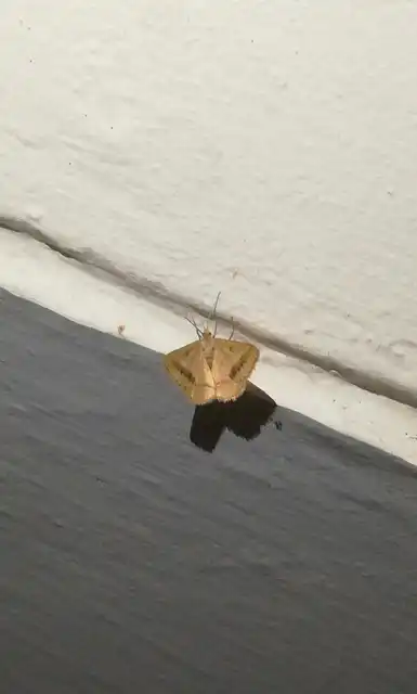Tephrina arenacearia - lucerna-araszoló