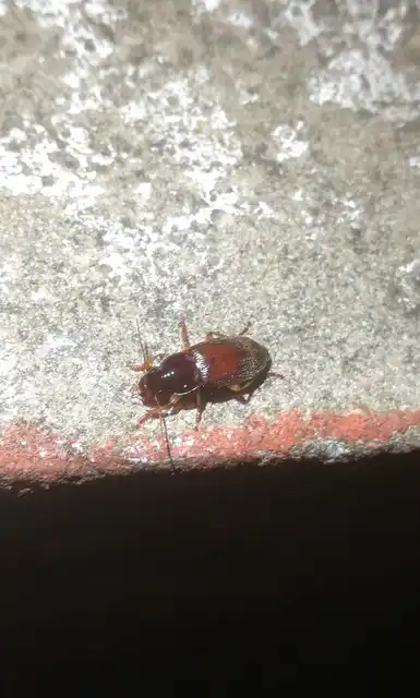Harpalus griseus - kis selymesfutó