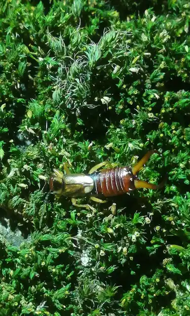 Forficula auricularia - közönséges fülbemászó