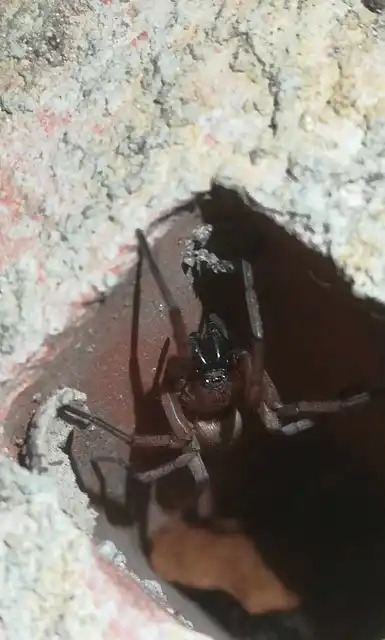 Drassodes/Drassodex