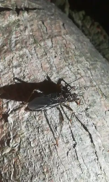 Reduvius personatus - szemetes zugpoloska