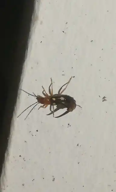 Forficula smyrnensis - szmirnai fülbemászó