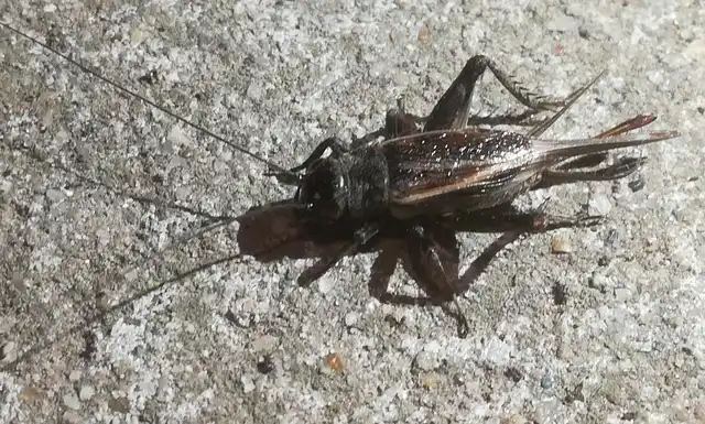 Eumodicogryllus bordigalensis - bordói tücsök