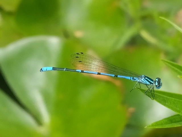 Coenagrion puella - azúrkék légivadász