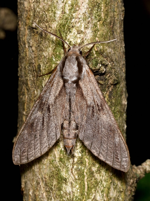 Hyloicus pinastri - fenyőszender