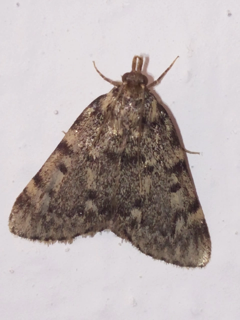 Aglossa pinguinalis - zsiradékmoly